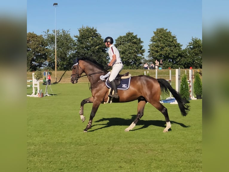 Westphalian Gelding 10 years 17 hh Brown in Gadebusch