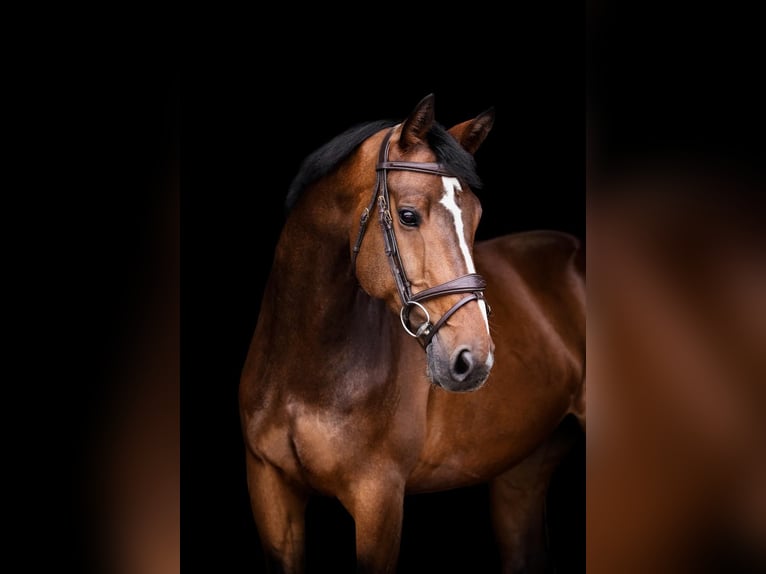 Westphalian Gelding 10 years 17 hh Brown in Gadebusch