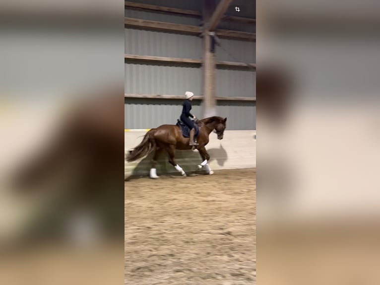 Westphalian Gelding 10 years 17 hh Chestnut-Red in Bad Dürkheim