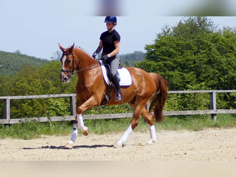 Westphalian Gelding 10 years 17 hh Chestnut-Red in Iserlohn