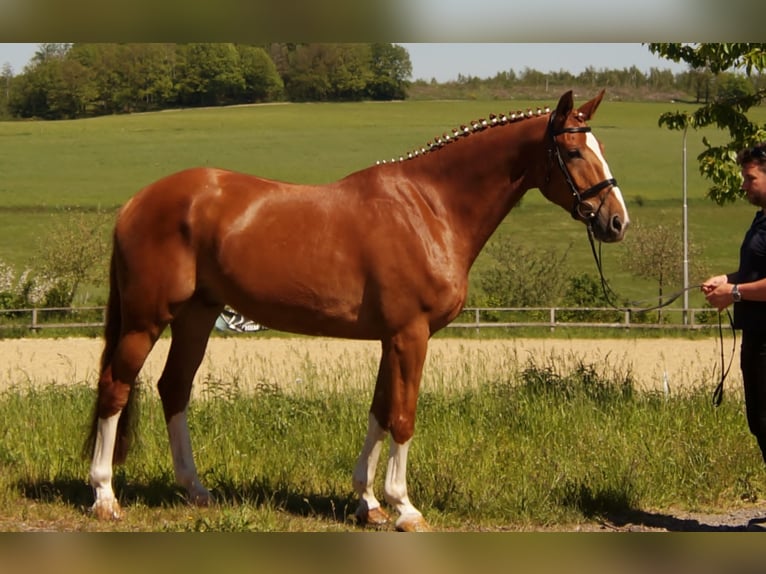 Westphalian Gelding 10 years 17 hh Chestnut-Red in Iserlohn