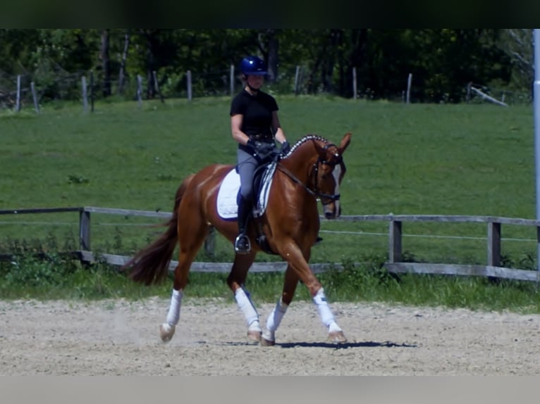 Westphalian Gelding 10 years 17 hh Chestnut-Red in Iserlohn