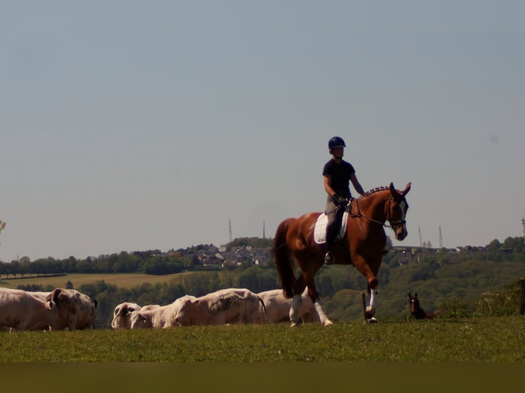 Westphalian Gelding 10 years 17 hh Chestnut-Red in Iserlohn