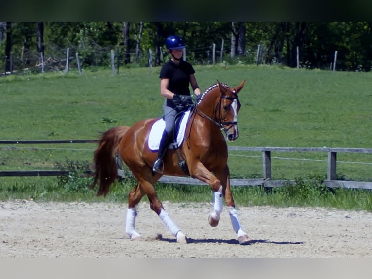 Westphalian Gelding 10 years 17 hh Chestnut-Red in Iserlohn