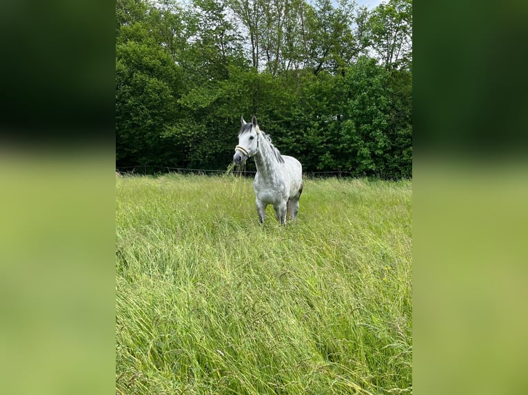 Westphalian Gelding 10 years 17 hh Gray in Zaisenhausen