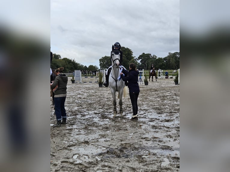 Westphalian Gelding 10 years 17 hh Grey in Datteln