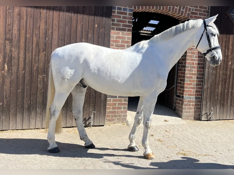Westphalian Gelding 10 years 17 hh Grey in Datteln