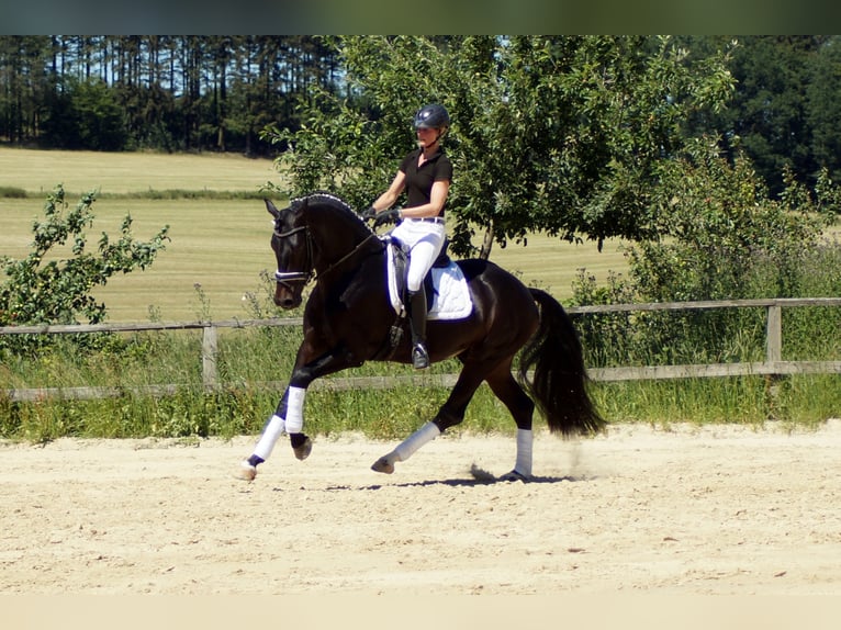 Westphalian Gelding 10 years 17 hh Smoky-Black in Iserlohn