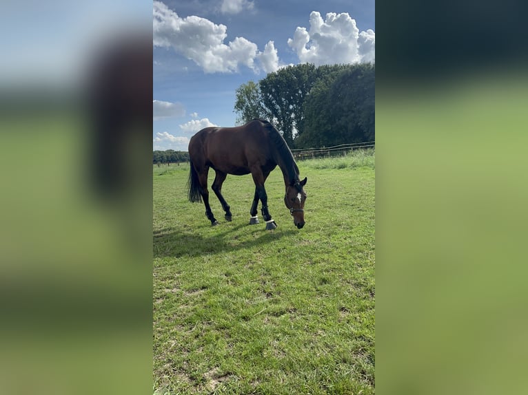 Westphalian Gelding 10 years 17,1 hh Bay-Dark in Dormagen