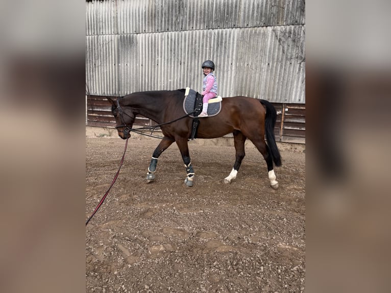 Westphalian Gelding 10 years 17,1 hh Brown in Ketsch