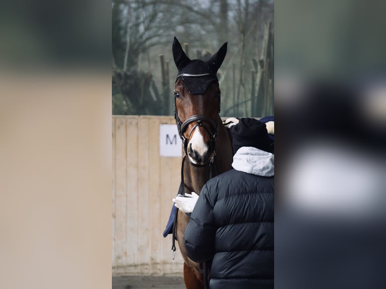 Westphalian Gelding 10 years 17,1 hh Brown in Ketsch