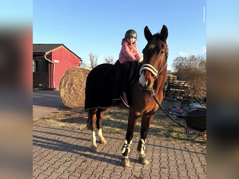 Westphalian Gelding 10 years 17,1 hh Brown in Ketsch