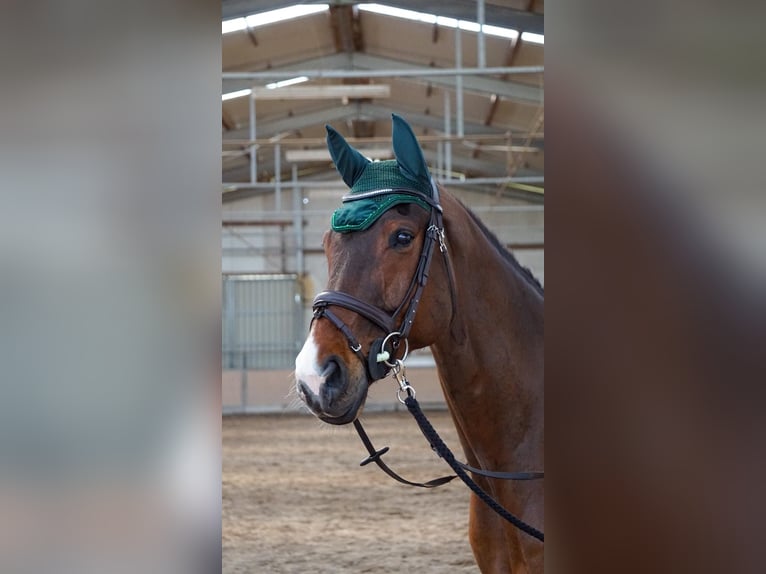 Westphalian Gelding 10 years 17,1 hh Brown in Ketsch