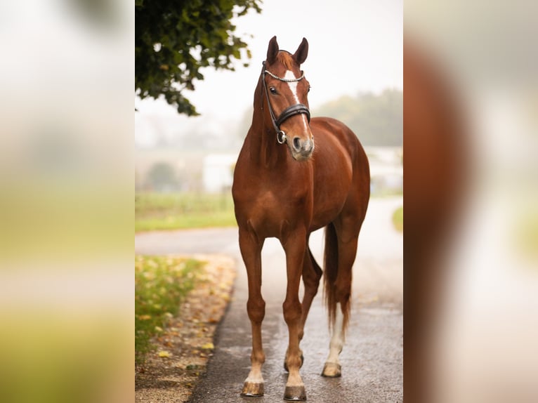 Westphalian Gelding 10 years 17,1 hh Chestnut-Red in Westerheim