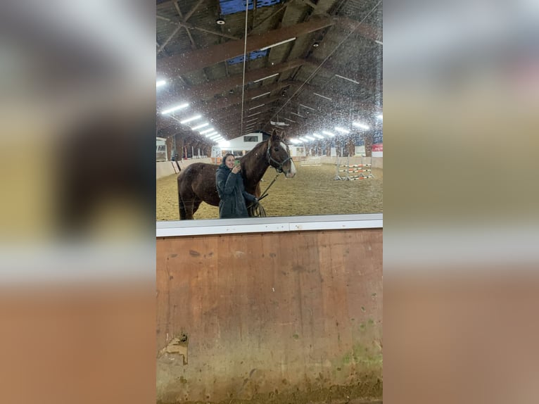 Westphalian Gelding 10 years 17,1 hh Chestnut-Red in Bad Salzuflen