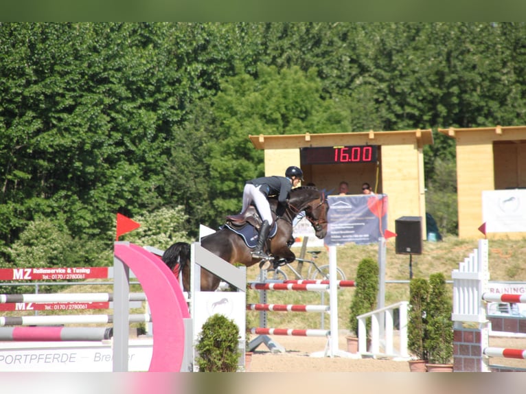 Westphalian Gelding 10 years 17,1 hh Smoky-Black in Mainburg