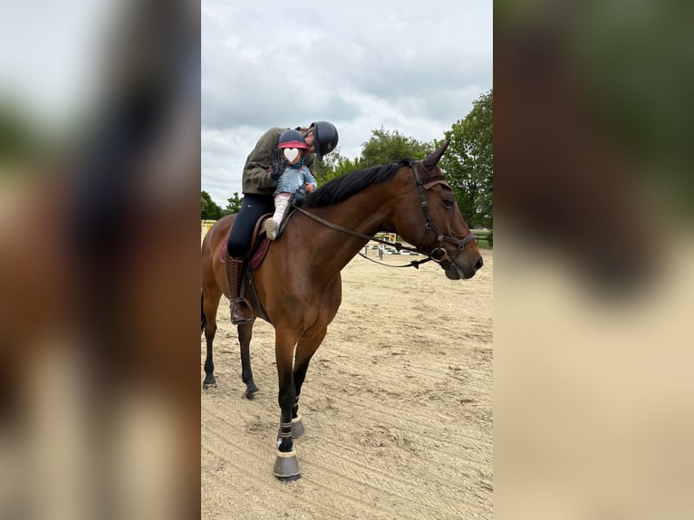 Westphalian Gelding 10 years 17,2 hh Bay-Dark in Bottrop
