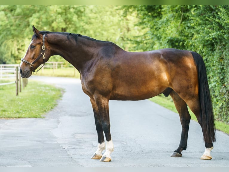 Westphalian Gelding 10 years 18 hh Brown in Lippstadt