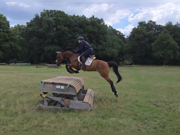 Westphalian Gelding 11 years 15.2 hh Brown in Witten