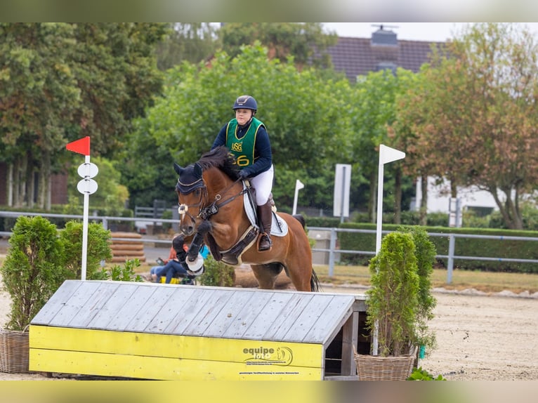 Westphalian Gelding 11 years 15.2 hh Brown in Witten