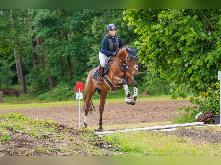 Westphalian Gelding 11 years 15.2 hh Brown in Witten