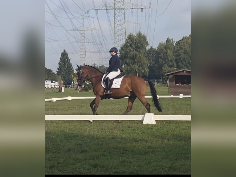 Westphalian Gelding 11 years 15.2 hh Brown in Witten