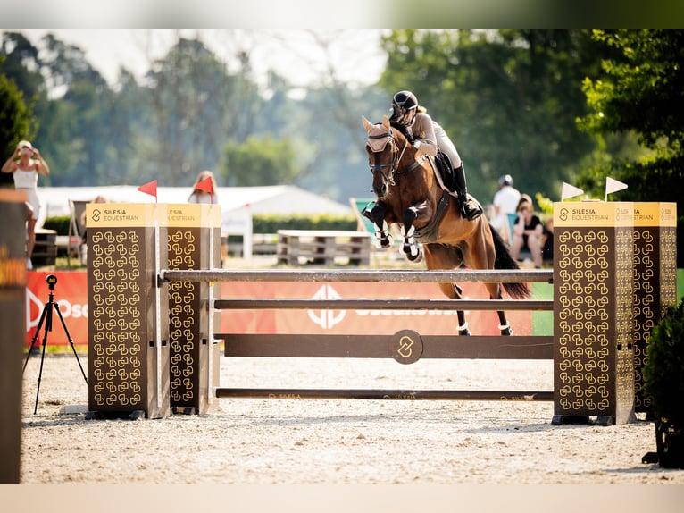 Westphalian Gelding 11 years 16.1 hh Bay in Smogorzów
