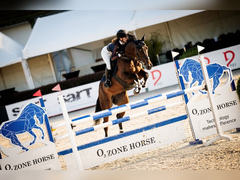 Westphalian Gelding 11 years 16.1 hh Bay in Smogorzów