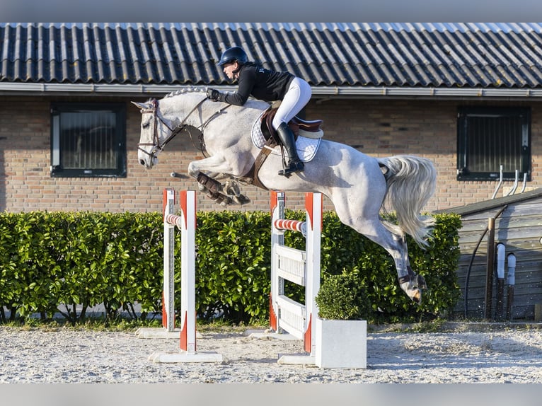 Westphalian Gelding 11 years 16.1 hh Grey in Waddinxveen