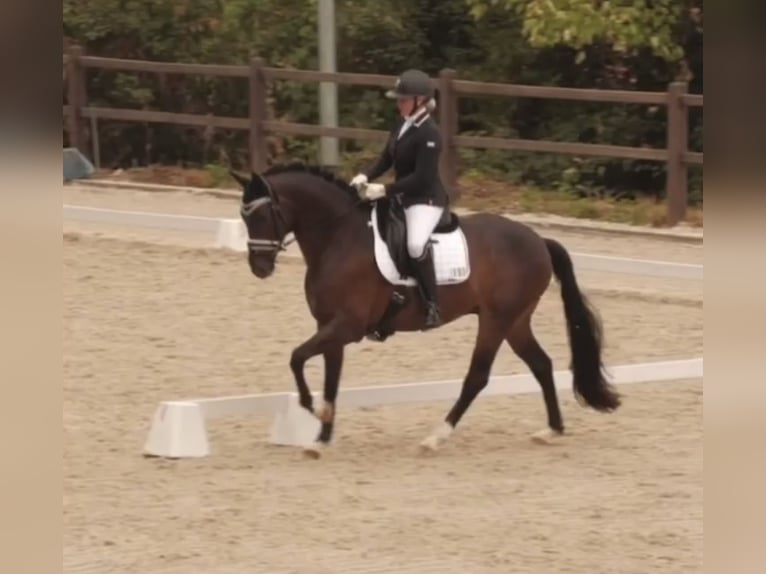 Westphalian Gelding 11 years 16,2 hh Bay-Dark in Münster