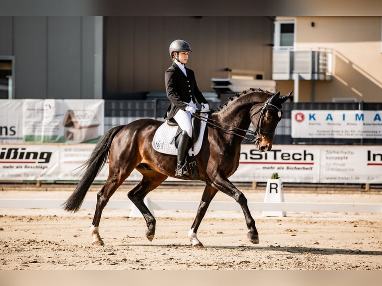 Westphalian Gelding 11 years 16.2 hh Brown in Bielefeld