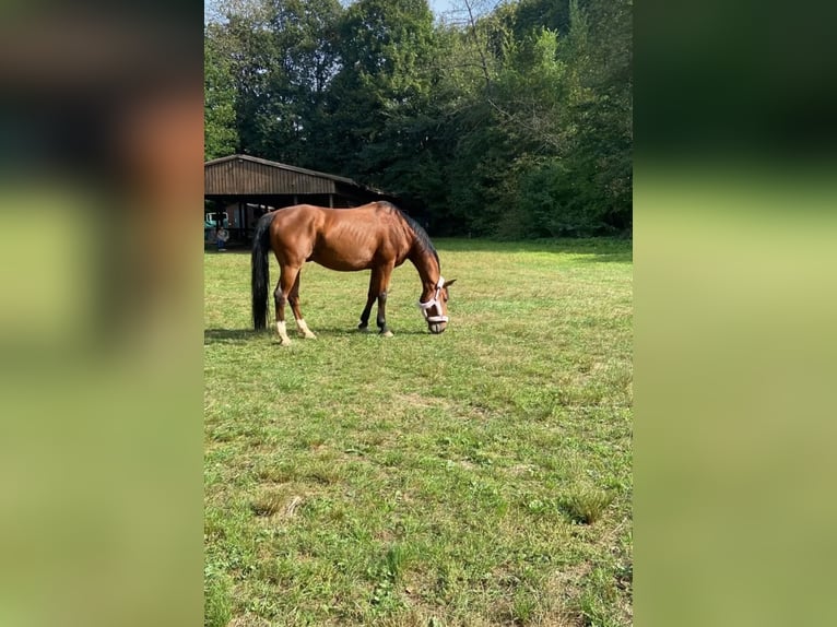 Westphalian Gelding 11 years 16,2 hh Brown in Offenbach