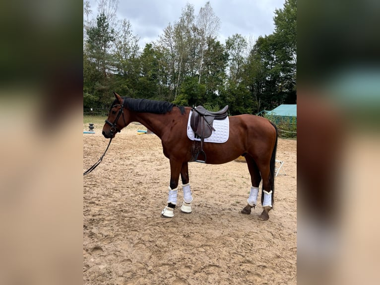 Westphalian Gelding 11 years 16,2 hh Brown in Offenbach