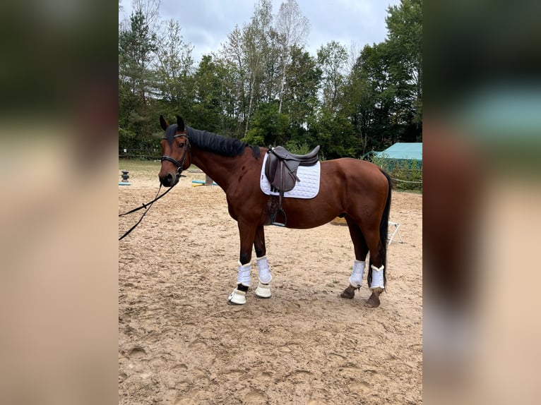 Westphalian Gelding 11 years 16,2 hh Brown in Offenbach