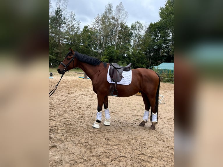 Westphalian Gelding 11 years 16,2 hh Brown in Offenbach