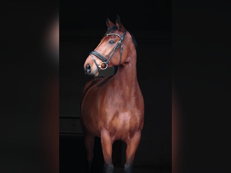 Westphalian Gelding 11 years 16,2 hh Brown in Salzkotten