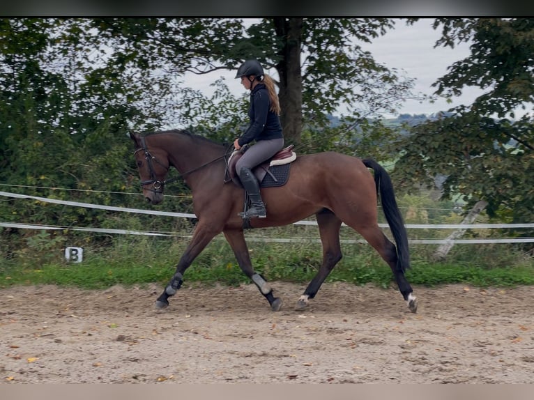 Westphalian Gelding 11 years 16,2 hh Brown in Overath