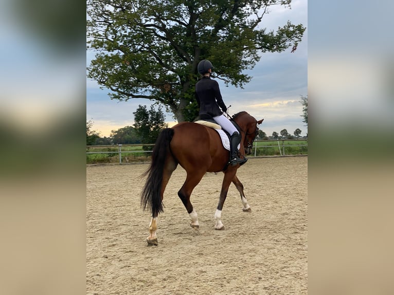Westphalian Gelding 11 years 16.2 hh Brown-Light in Varel