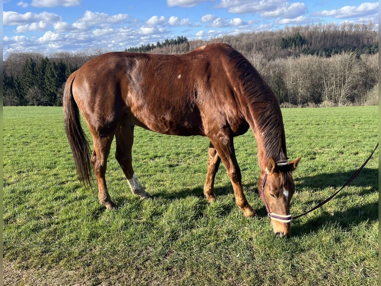Westphalian Gelding 11 years 16.2 hh Chestnut-Red in Thaleischweiler-Fröschen