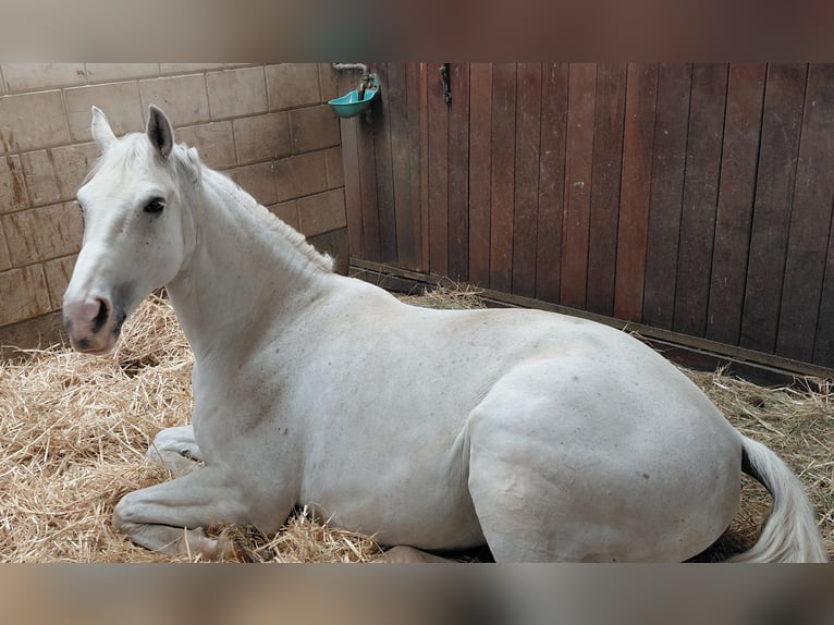 Westphalian Gelding 11 years 16.2 hh Grey in Weil der Stadt
