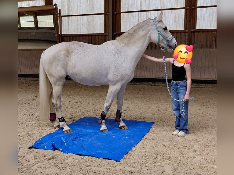 Westphalian Gelding 11 years 16.2 hh Grey in Weil der Stadt
