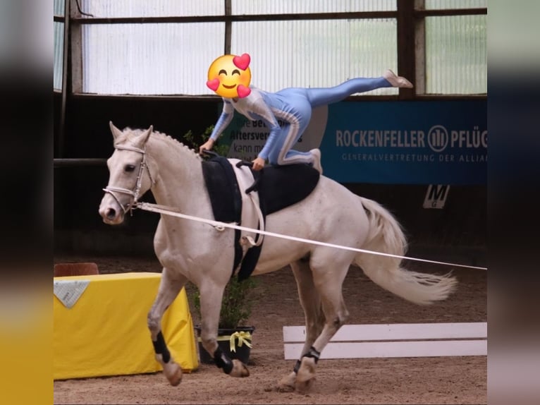 Westphalian Gelding 11 years 16.2 hh Grey in Weil der Stadt