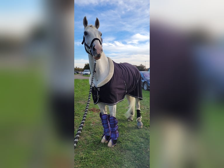 Westphalian Gelding 11 years 16.2 hh Grey in Weil der Stadt