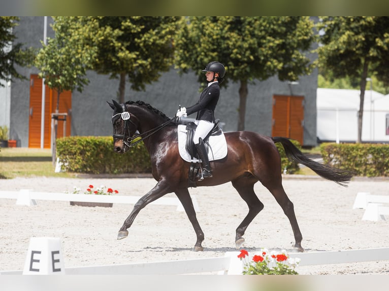 Westphalian Gelding 11 years 16.3 hh Brown in Wagenitz