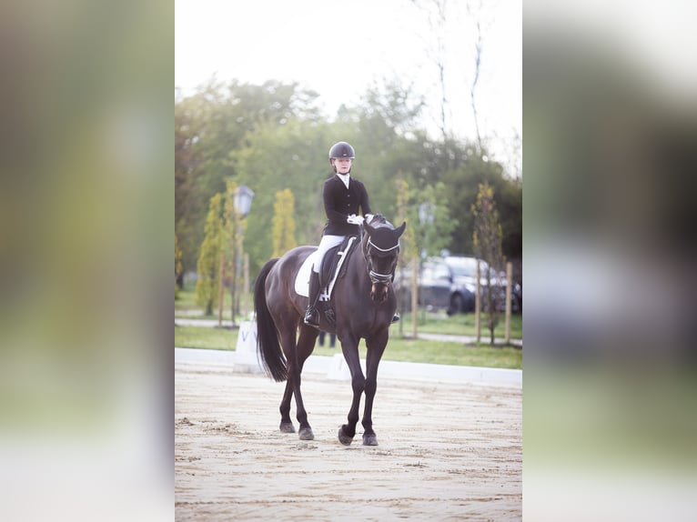 Westphalian Gelding 11 years 16.3 hh Brown in Wagenitz