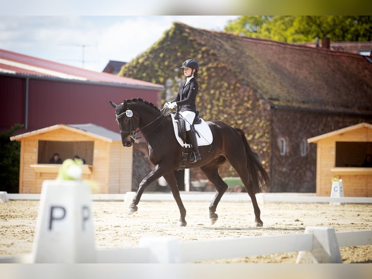 Westphalian Gelding 11 years 16.3 hh Brown in Wagenitz