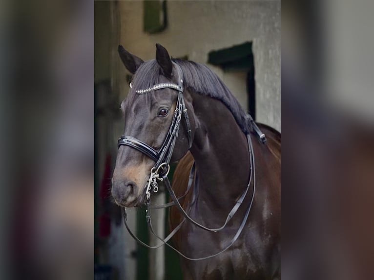 Westphalian, Gelding, 11 years, 16.3 hh, Brown