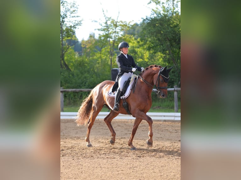 Westphalian Gelding 11 years 16.3 hh Chestnut-Red in Jengen