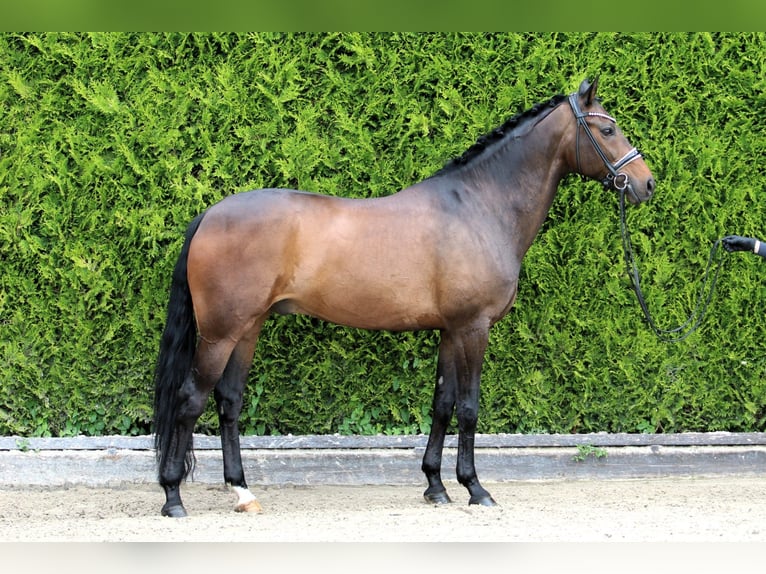 Westphalian Gelding 11 years 16 hh Bay-Dark in B&#xF6;nen