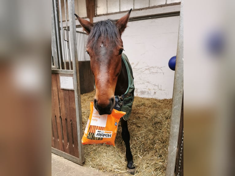 Westphalian Gelding 11 years 16 hh Brown in Wemding